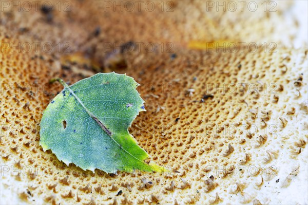 Leaf of a birch