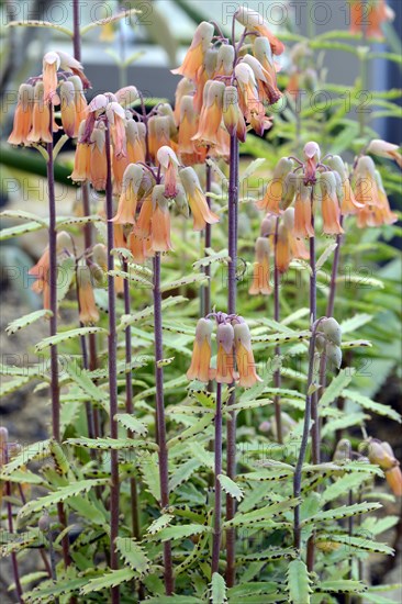 Richauds kalanchoe