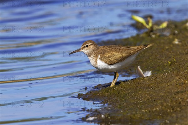 Common sandpiper