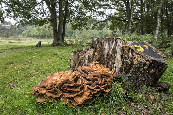 Giant polypore bracket fungus