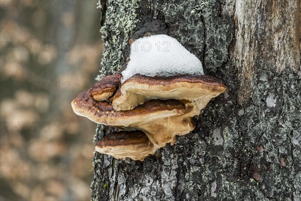 Benzoin bracket