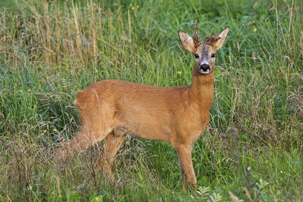 European roe deer