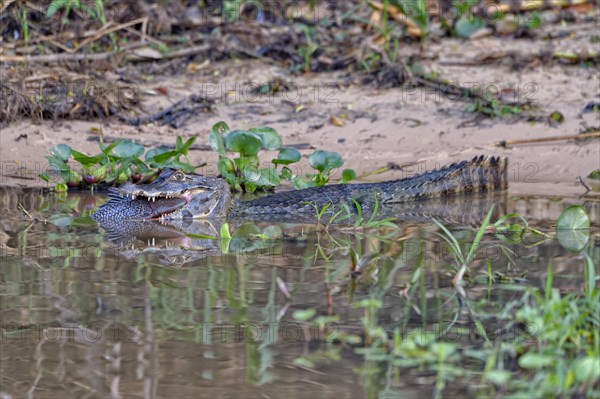 Yacare caiman