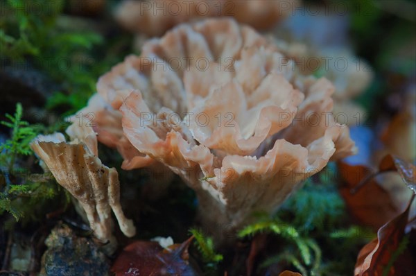 Spiny gyro fungus