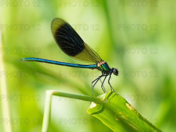 Banded Demoiselle