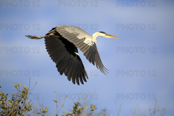 Cocoa Heron