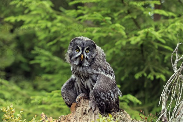 Great Grey Owl