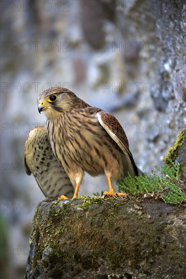 European Kestrel