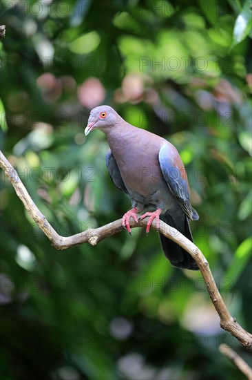 Maranon Pigeon