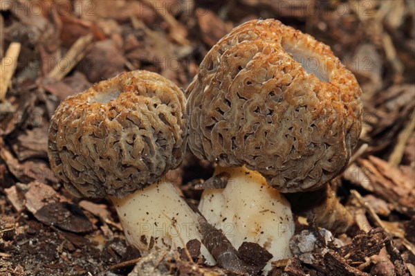 Cone-shaped morel