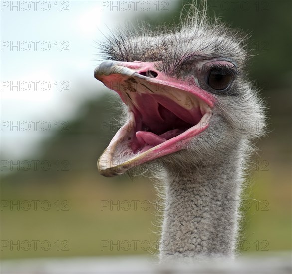 African ostrich