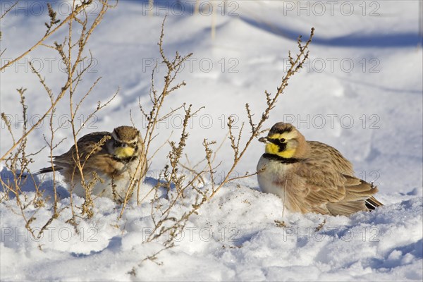 Shore Lark