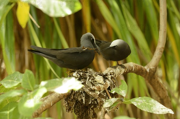 Black Noddy