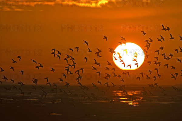 Flock of european golden plover