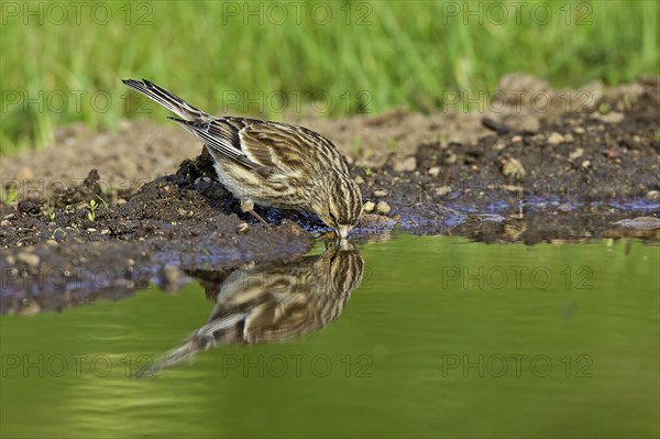 Twite