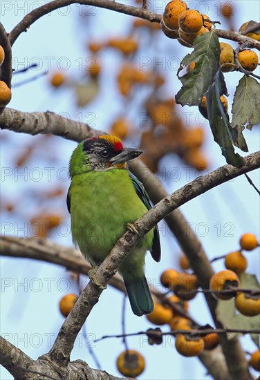 Golden-throated Barbet