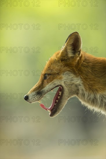 European Red Fox