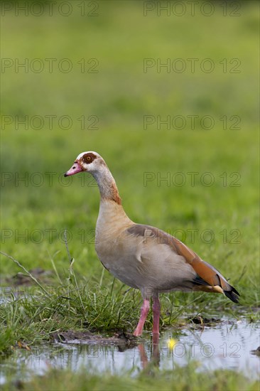 Egyptian Goose