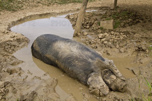 Big Black Pig in Mud Shoal