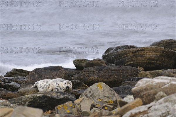 Grey Seal