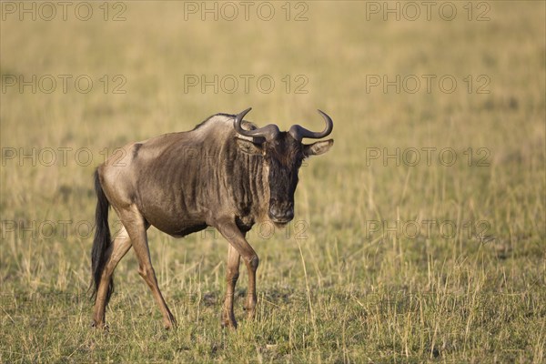 Western blue wildebeest