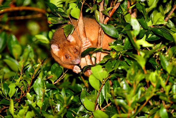 Mountain Brushtail Possum