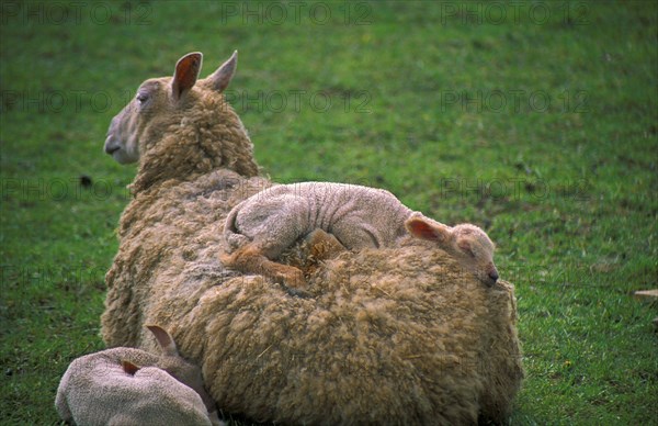 Blue-faced Leicester sheep. Sheep and sleeping lambs