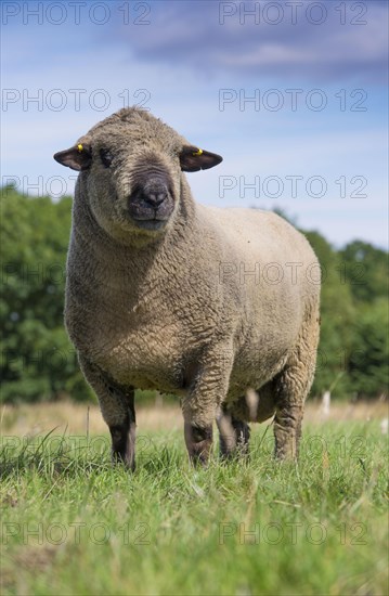 Domestic Sheep