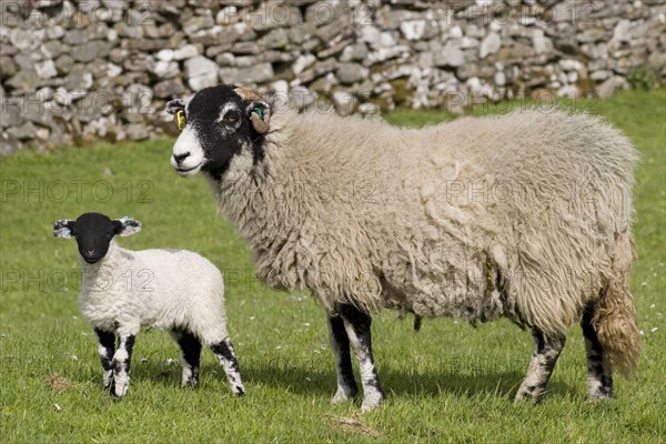 Domestic sheep