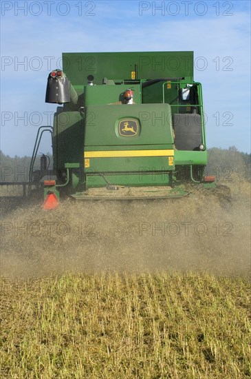 Oilseed rape