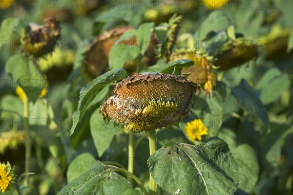 Sunflower harvest