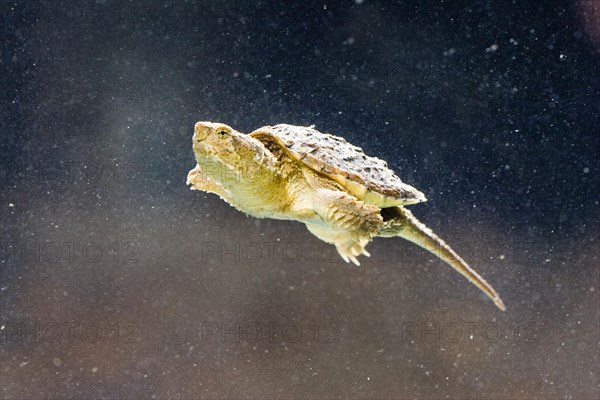 Common Snapping Turtle