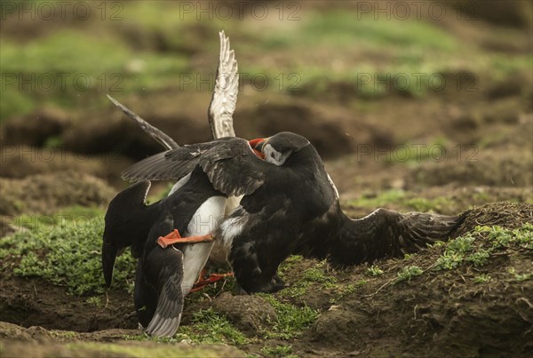 Atlantic Puffin