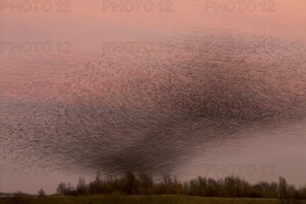 Common Starling