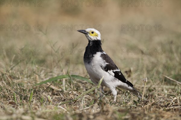 Black-collared Starling