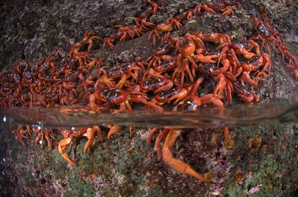 Christmas island red crab