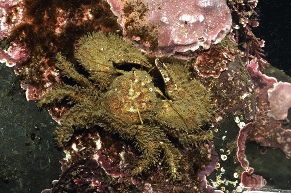 Broad-clawed Porcelain Crab