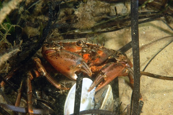 North Atlantic european green crabs