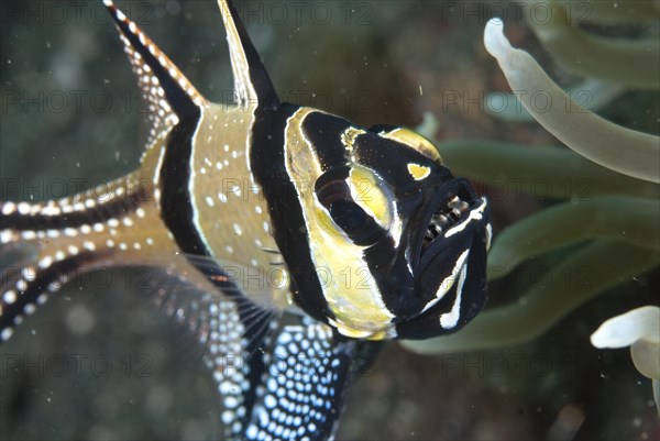 Banggai Cardinalfish