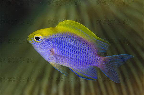 Bleeker's Damselfish