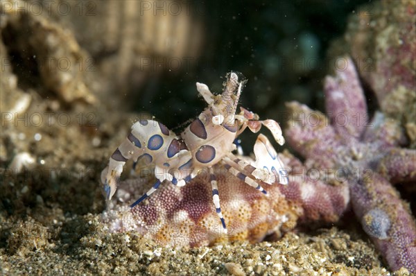 Western eastern harlequin shrimp