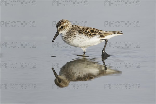 Semipalmated Sandpiper