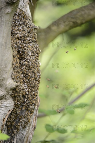 Swarm of honey bee