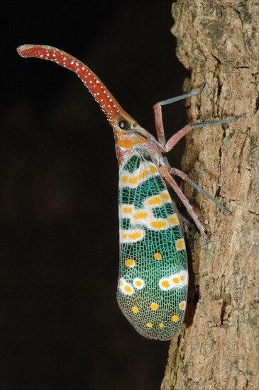 Lantern Bug