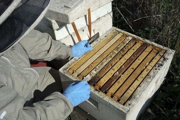 Beekeeper inspecting frame of Western Honey Bee