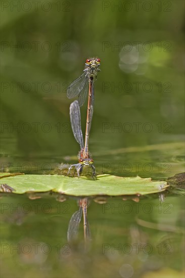 Early damselfly