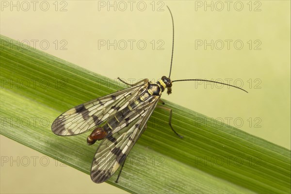 Common Scorpionfly