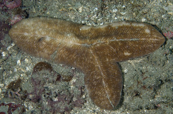 Tongue fungus coral