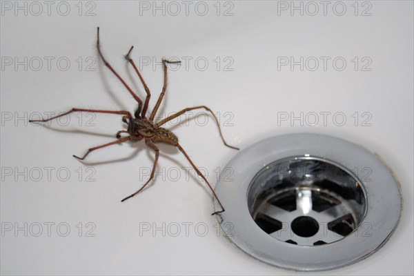 Giant House Spider