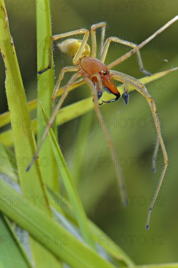 Yellow sac spider